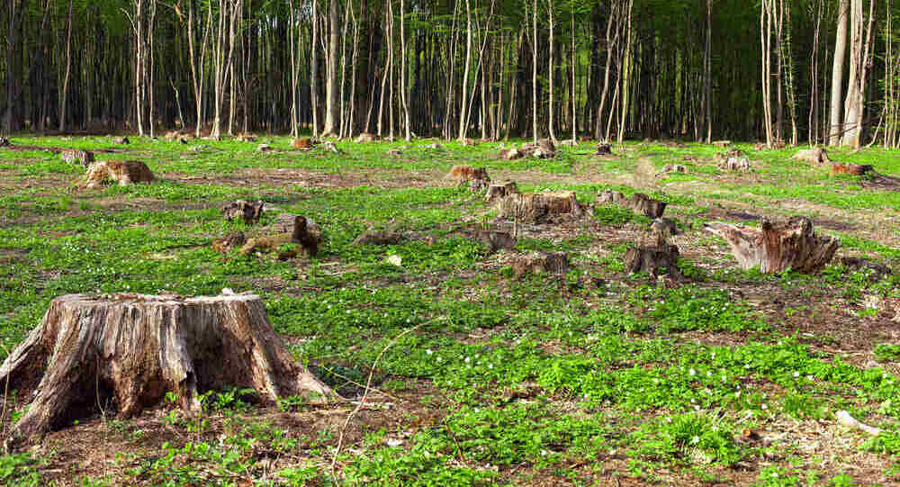 #1 Agenda: Environmental Conservation in Kenya | Tree Planting & Waste Management